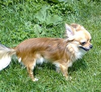 /album/vasi-nasi-psi-/mostecak-piskotek-jpg-jpg/